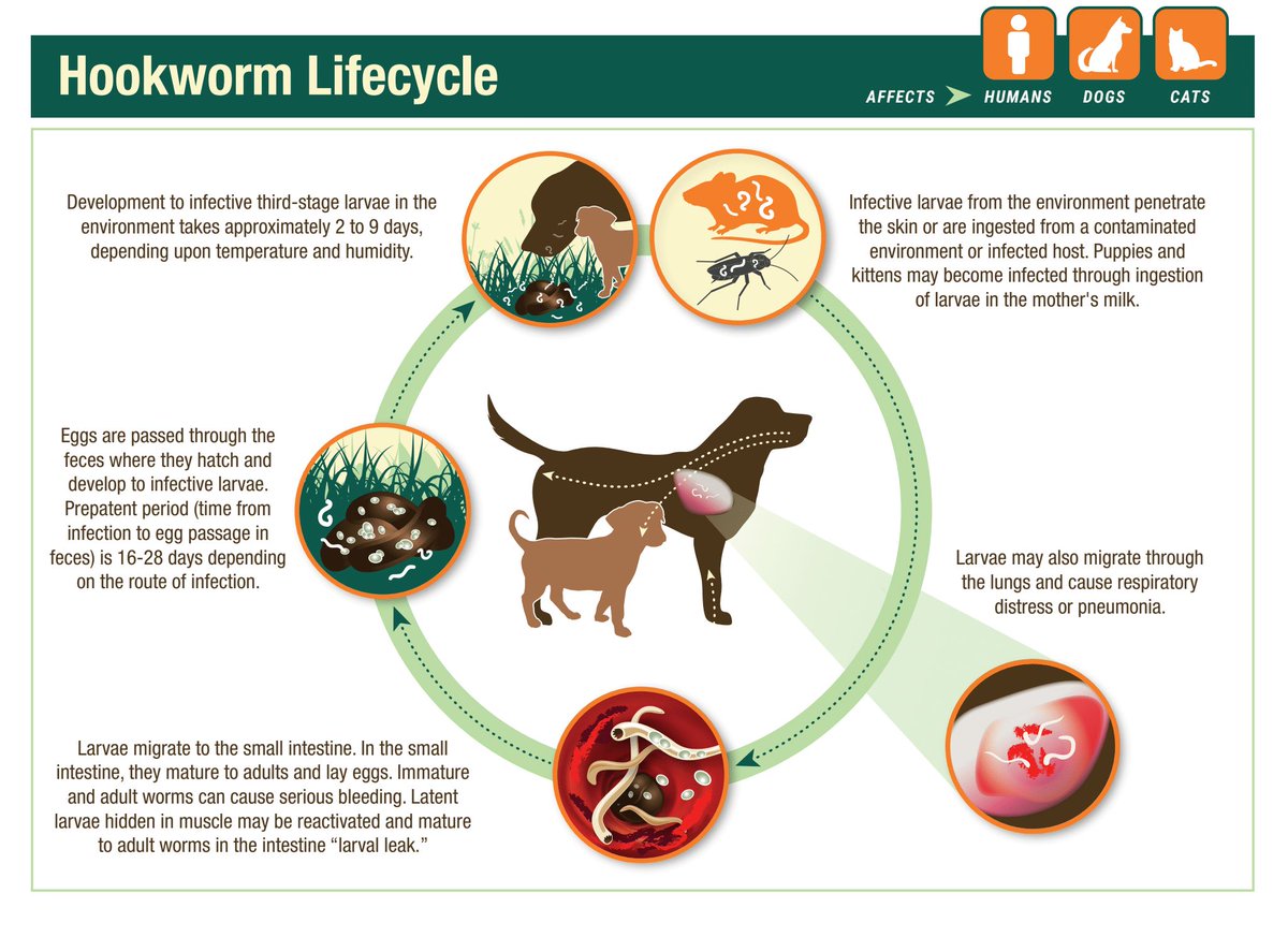 CAPCVet's tweet photo. Hookworms are intestinal parasites that live in the digestive system of your dog (or cat). The hookworm attaches to the lining of the intestinal wall and feeds on your dog’s blood. Its eggs are ejected into the digestive tract. https://t.co/JZApopvJzo