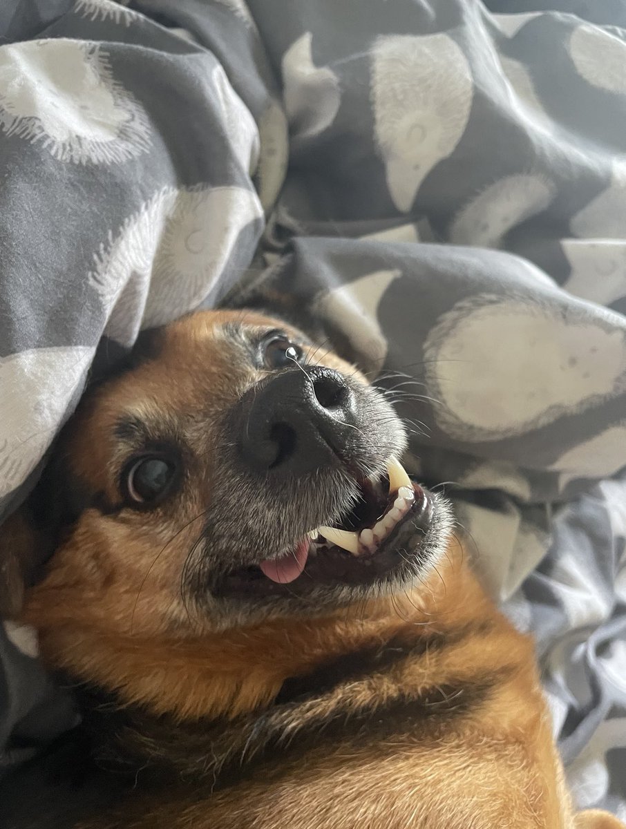 Ted Thee Terrier 🐶🐾 (@tedtheeterrier) / Posts / X