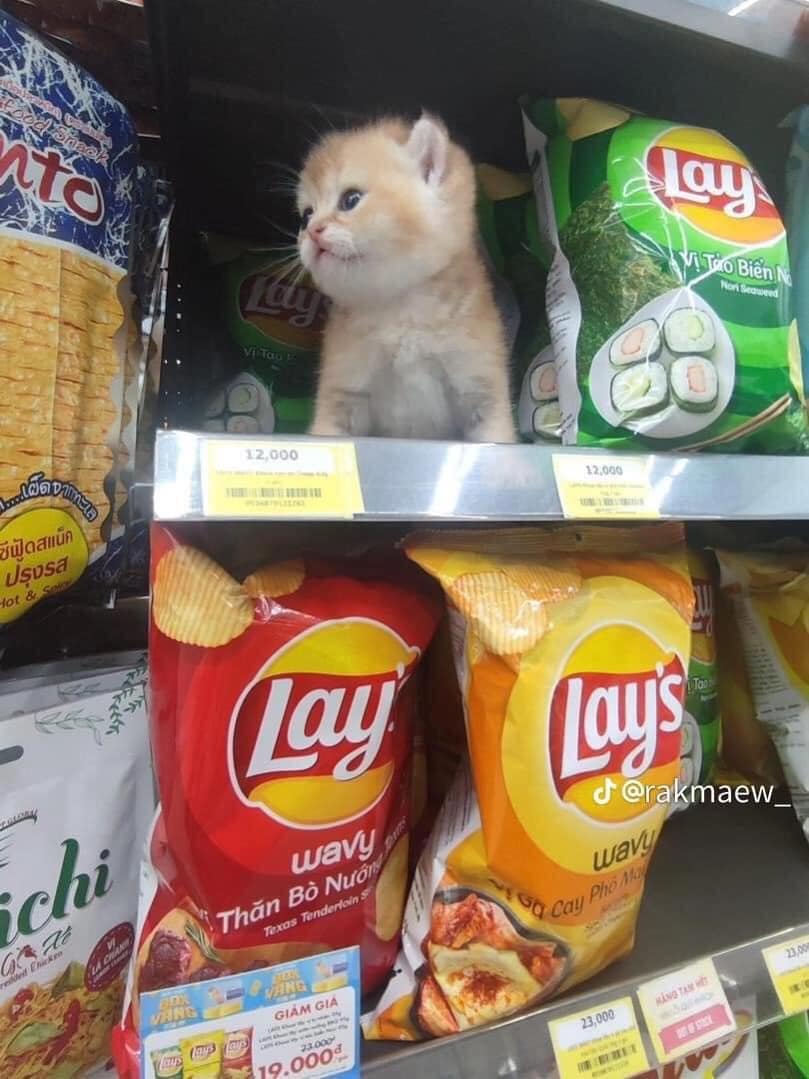 CatWorkers's tweet photo. (What's his job title?) https://t.co/lyMplfR8VU