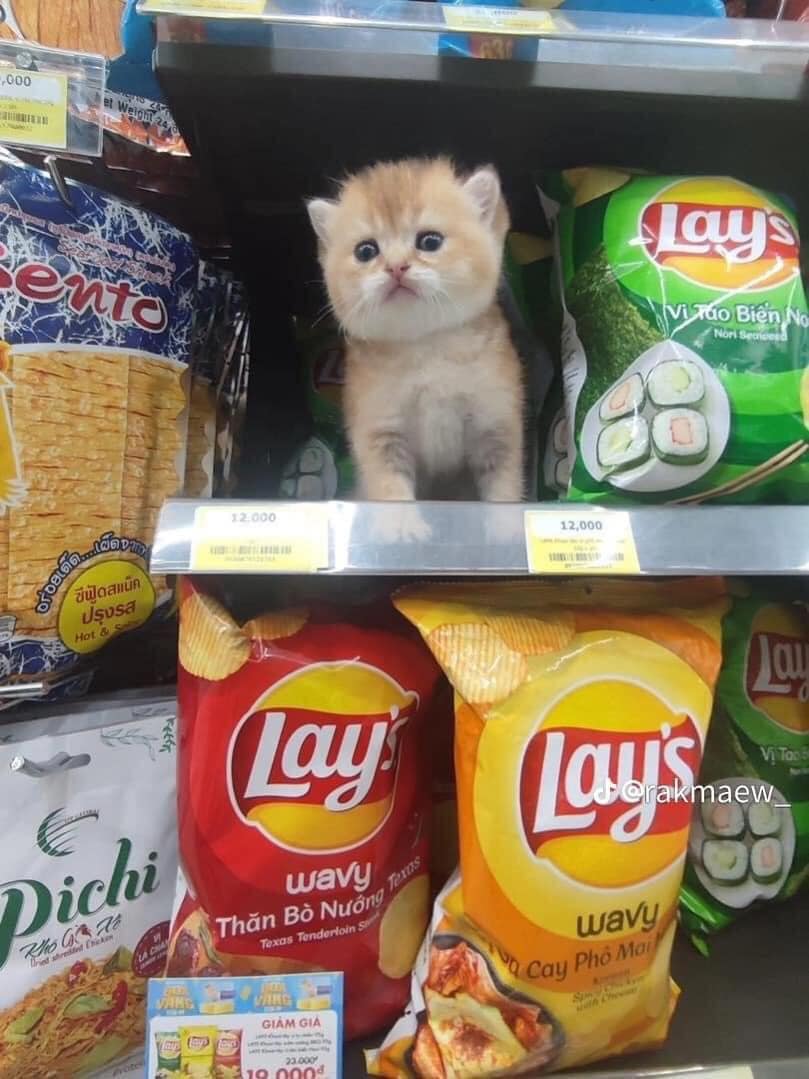 CatWorkers's tweet photo. (What's his job title?) https://t.co/lyMplfR8VU