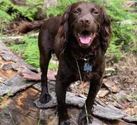 rosieDoc2's tweet photo. #SpanielHour
BRAMBLE APPEARS IN #Countrymansweekly 3/8/22
⛔️WHO HAS SEEN BRAMBLE?⛔️
https://t.co/Sn1fF24xXb
https://t.co/HDyKfDsn5I https://t.co/F5Fw5PSjRw