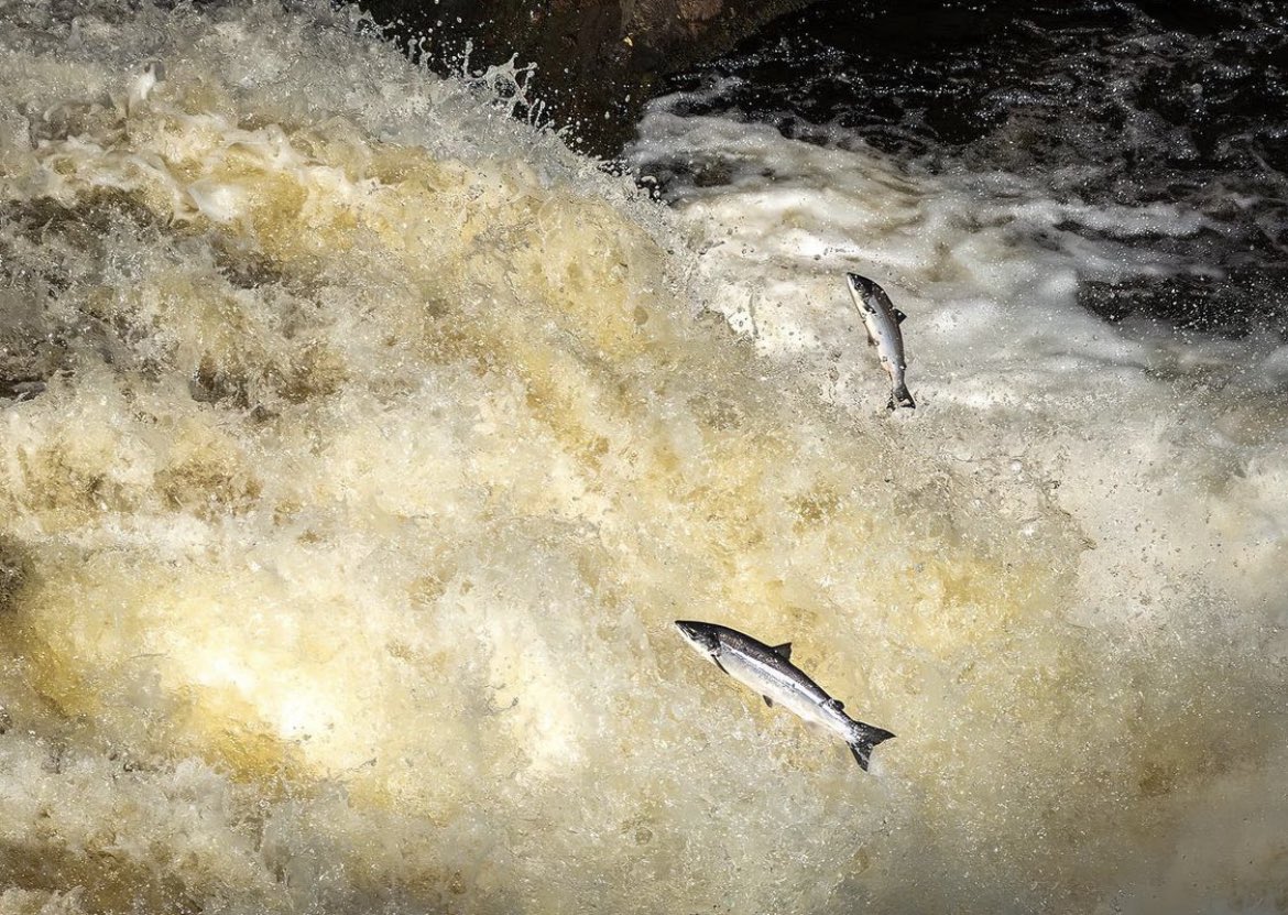 A wonderfully dynamic dynamic image of leaping salmon, captured by Instagrammer cathkipp 
.
.
.
#sheclicksnet #femalephotographers #women #photography #naturephotography #nature #fishphotography #fish #salmon #waterfall