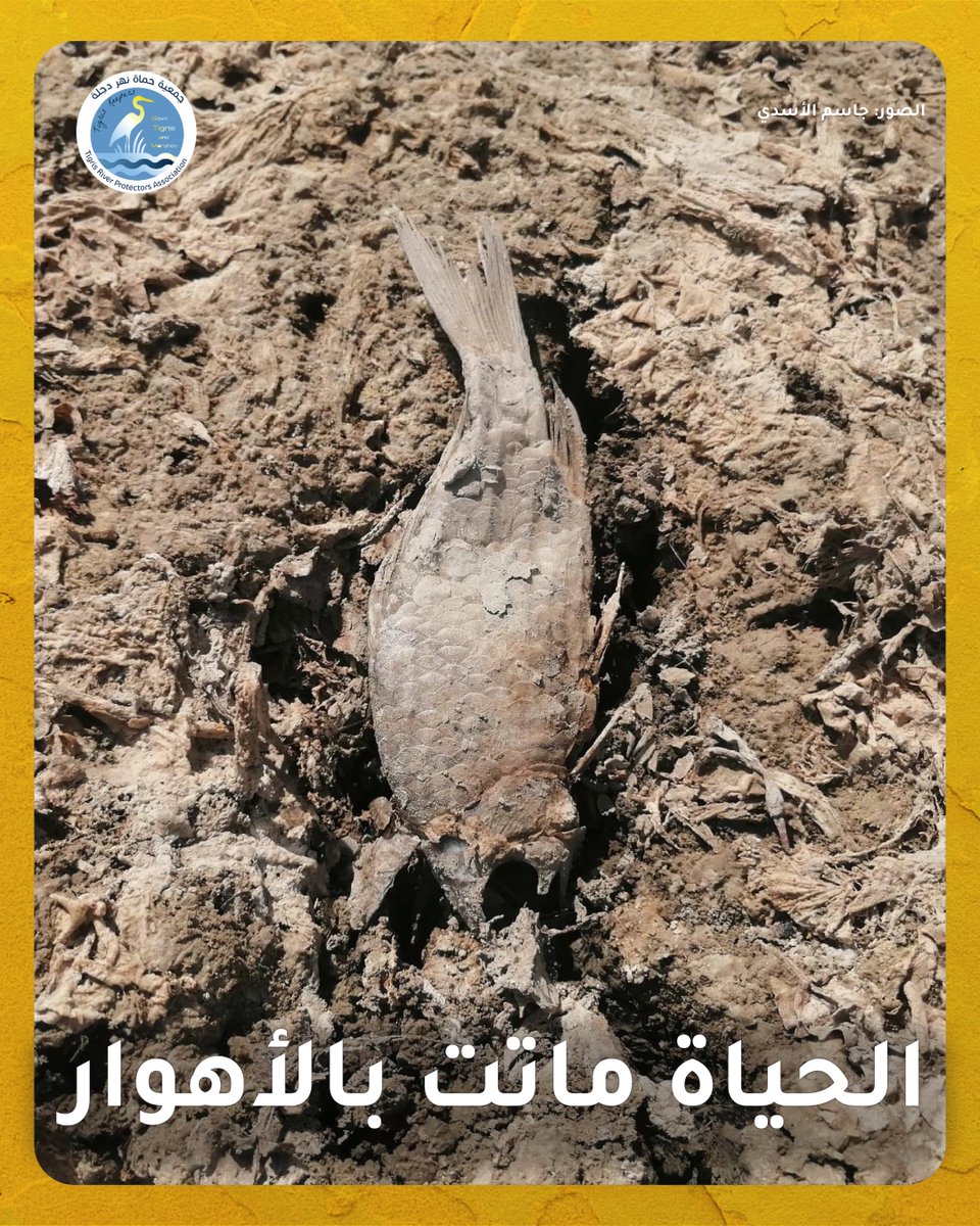 humatdijlah's tweet image. تخيلوا حياة بدون ماي .. بدون سمك، بدون حليب، بدون نباتات، بدون بشر .. وين الحياة؟ 

هذا عدم وموت .. للأسف واقع جنوب #العراق هيج يصير يوم بعد يوم 

بدل الاهوار ضلينا نلكه بقايا ابقار وبقايا سمك والناس هاجرت ويمكن نلكه جثث

#حماة_دجلة