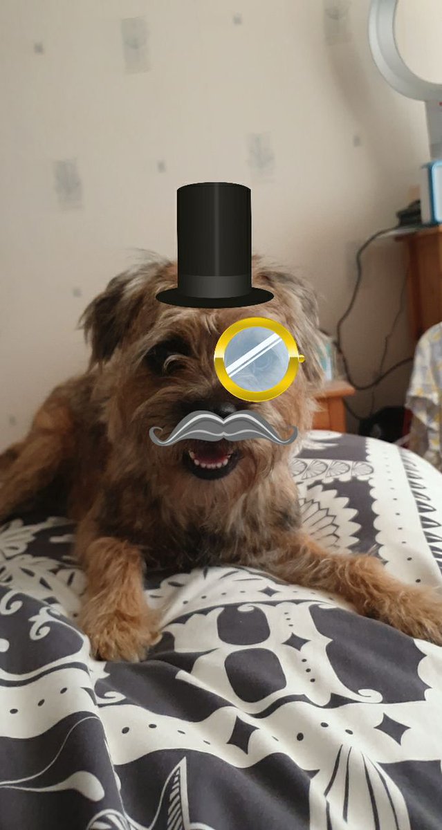 House_Carrot's tweet photo. Its Wednesday so gonna be a smart boy #DogsofTwittter https://t.co/jnqsZgHT92