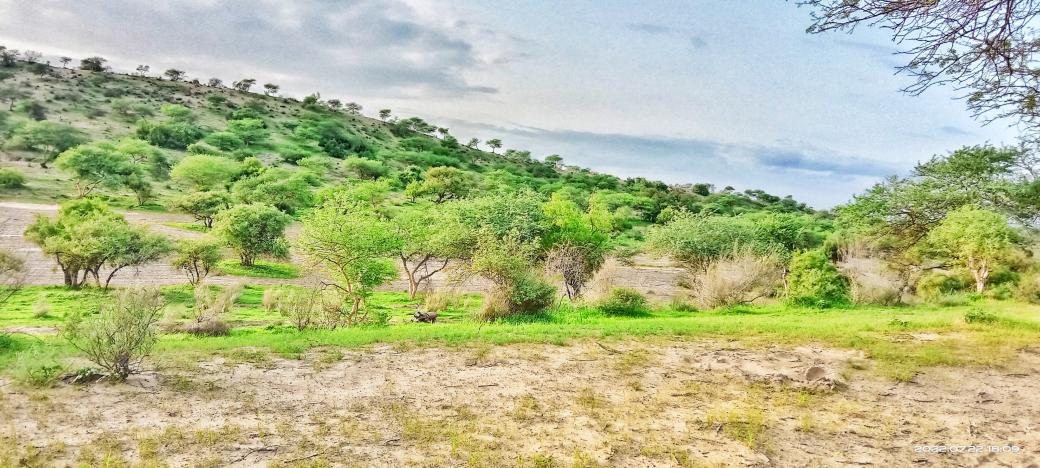 Partabrathore4's tweet photo. اھڙو منھنجو ٿر آ.
برسات کان پوءِ جنم ڀومي جو ڏيک ..
#tourist 
#Lovingthar https://t.co/Kzny5xLoyB