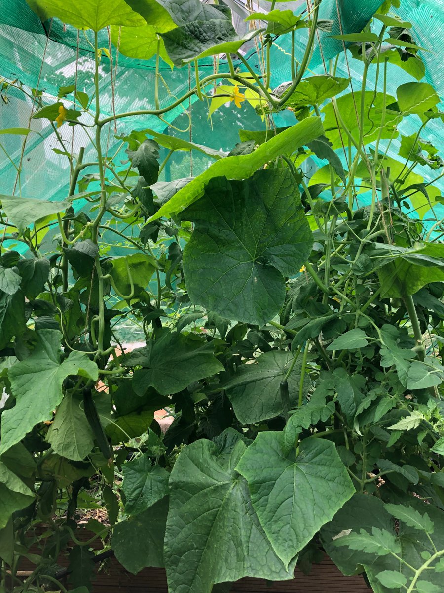 InternetOfHens's tweet photo. @smokeyrgreens One end of the greenhouse. Cucumbers and a few Berlotti beans climb through tomatoes. https://t.co/otVlLCADfY