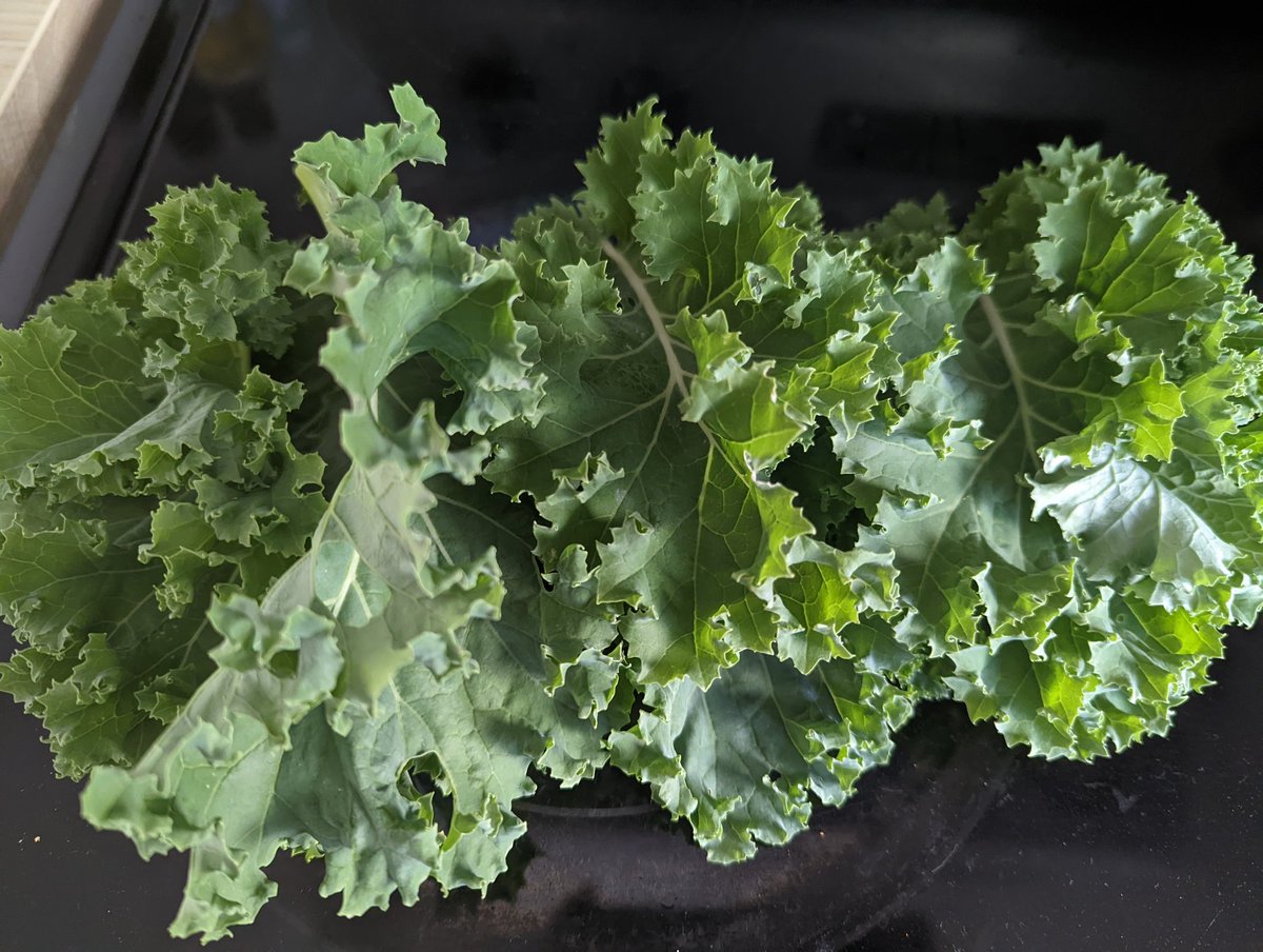 I grew this kale from seed and it means the world to me! I would show you my radishes but I didn't space them out properly and ended up with very tiny plump bulbs (they were delicious though).