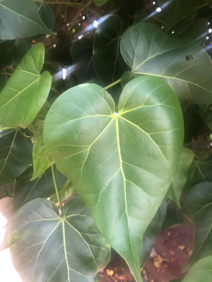 I told you we see hearts everywhere we go 💚🍃 

#KawasakiDisease #Awareness #Hearts #Cardiology #Pediatrics #Health #Lanzarote