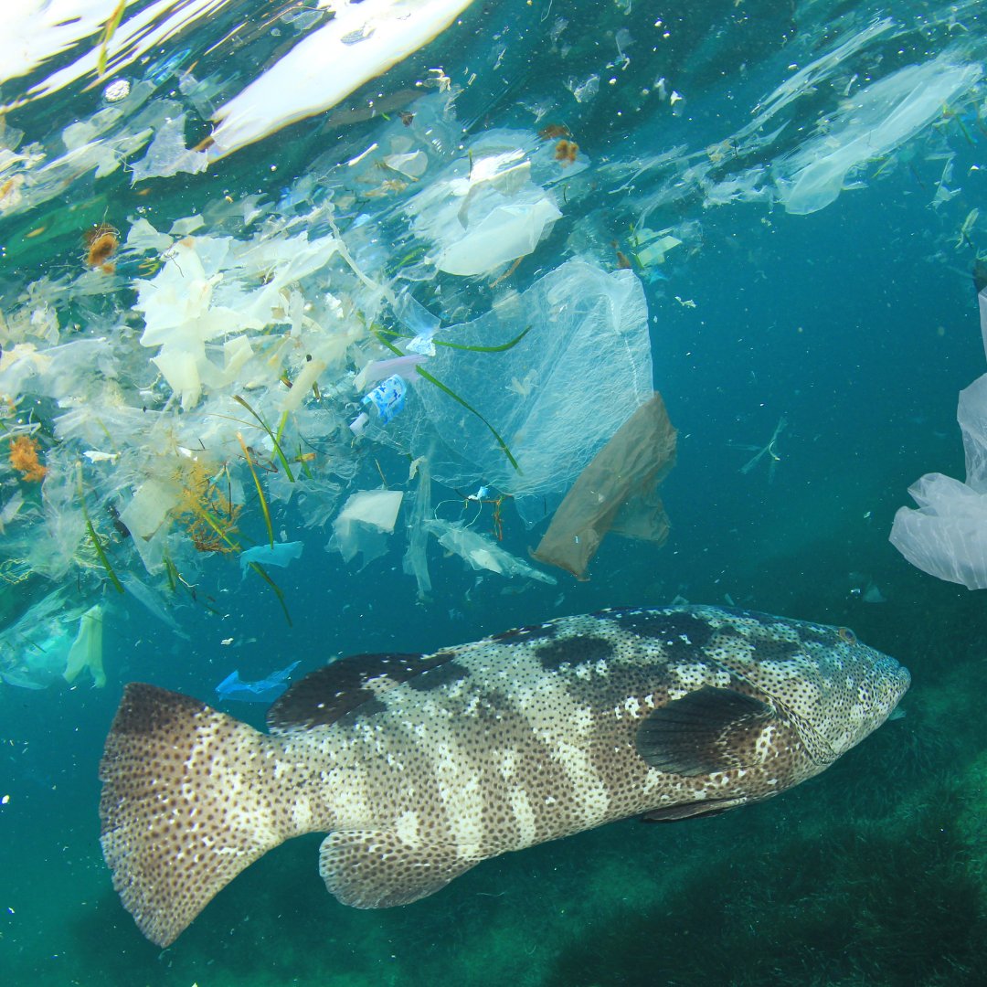 Did you know that 12-14,000 tons of plastic are ingested by North Pacific fish yearly? 🐠

@NewquayMarine's research shows there are 2 million floating plastic particles from St Agnes to Padstow.😧

#PollutionFacts #PlasticPollution #FactOfTheDay