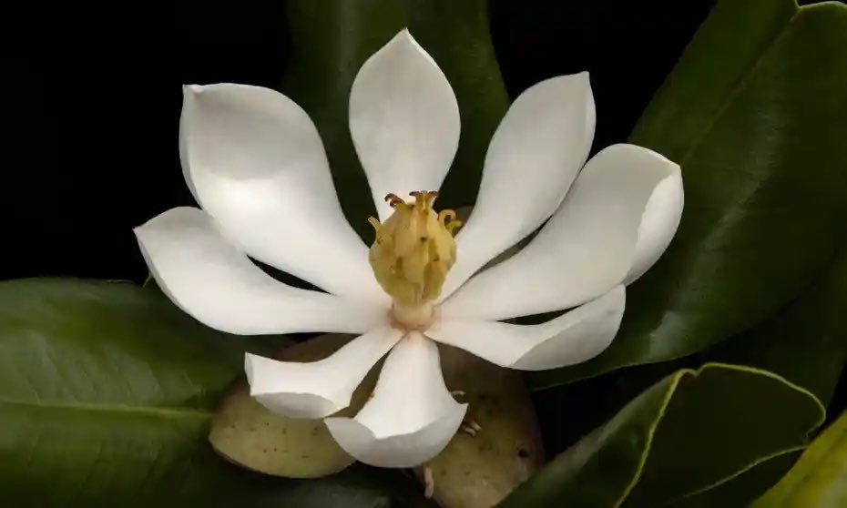 MARADIOFM's tweet image. Une espèce très rare de Magnolia(emarginata) perdue de vue des scientifiques depuis 97 ans a été retrouvée dans les montagnes du Nord D’Haiti à la suite d’une expédition menée en juin par des ONG’s de la biodiversité .Elles se réjouissent de cette redécouverte @guardian #RFMINFO