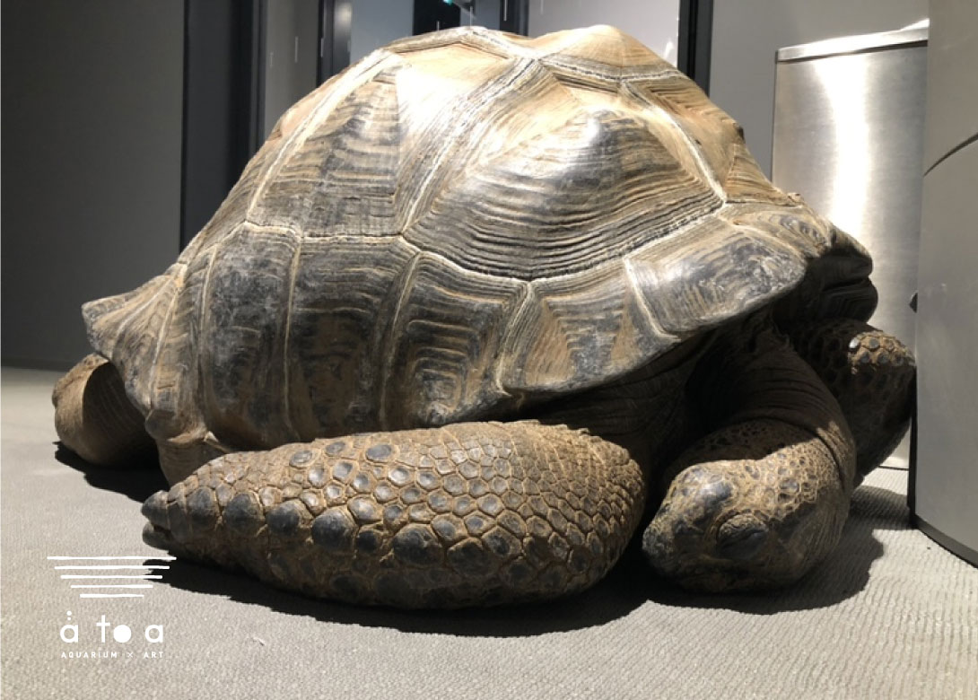 atoa_kobe's tweet image. すやすや～💤
みんなもお休みなさ～い！！

#アトア　#ELEMENTS　#寝落ちするメポ