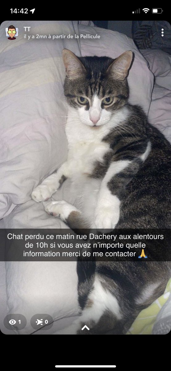 theovaavo's tweet photo. Une amie a perdu son chat à Saint-Quentin ce matin merci de RT c’est très important 🙏🙏🙏 https://t.co/zLDdCUh3Tb
