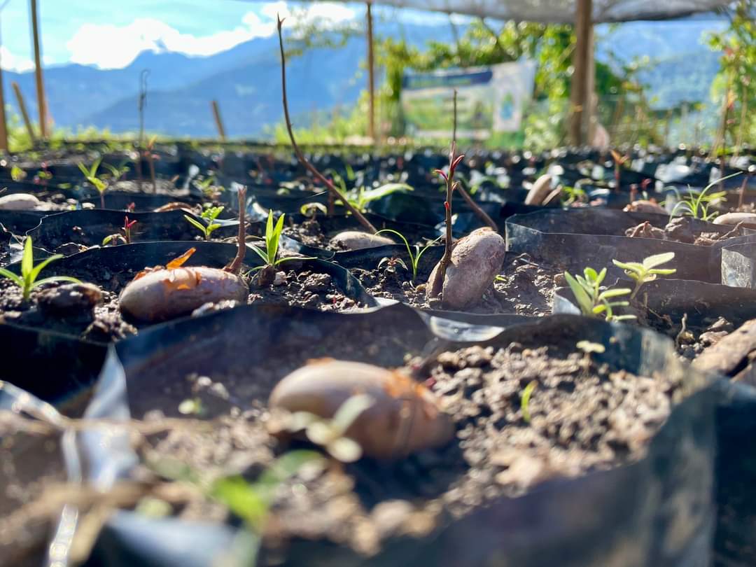 Fundebancomuni1's tweet photo. Nos entusiasma compartir con ustedes algunos de los resultados alcanzados en nuestro proyecto de restauración en las microcuencas Guandusaca y Palmichal. 

A la fecha contamos con más de 2.000 árboles sembrados, propagados de la mano de la Fundación Mujeres Rurales https://t.co/6RCcabaBPN