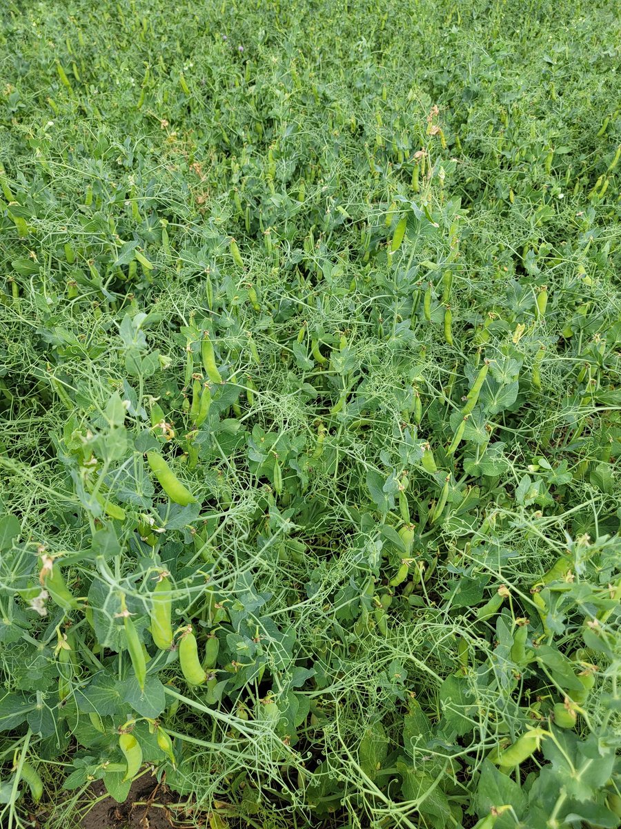 KelseyPFS's tweet photo. Sadie the Scout Dog likes the look of these field peas 🐶
I have to say I agree! There's a few blooms left, but our western pea acres are wrapping things up and focusing on pod fill.
Want to learn how you can add diversity &amp; profit potential to your farm for 2023? Give me a call! https://t.co/sD7PLrL5Z8