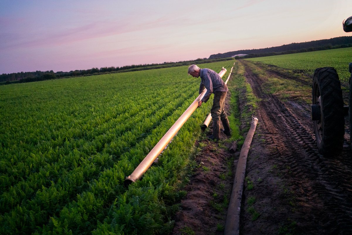 jetbudelman's tweet photo. Belgium driest July month since 1885. Photos: Farmer irrigating on hottest day ever in 2019 copyright @jetbudelman #farmers #agriculture #boeren #klimaatverandering #climatechange https://t.co/Ug39E9O0RU