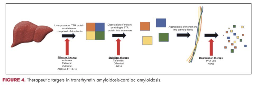 🔵Cardiac amyloidosis: an update on diagnosis, current therapy, and future directions @RolaKhedrakiMD #CardioEd #Amyloidosis #Cardiology #Cardiotwitter #ENARM