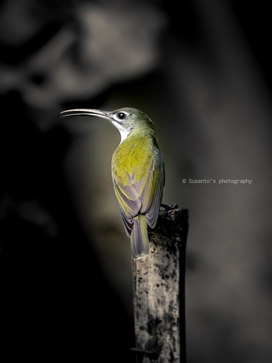 Little Spider-hunter 
Rajuguda, Odisha. India 
#birdphotography #IndiAves #birdseenin2022 <a href="/IBCBIRDS/">Indianbirds</a> <a href="/dfo_jeypore/">DFO Jeypore</a> @KoraputDfo