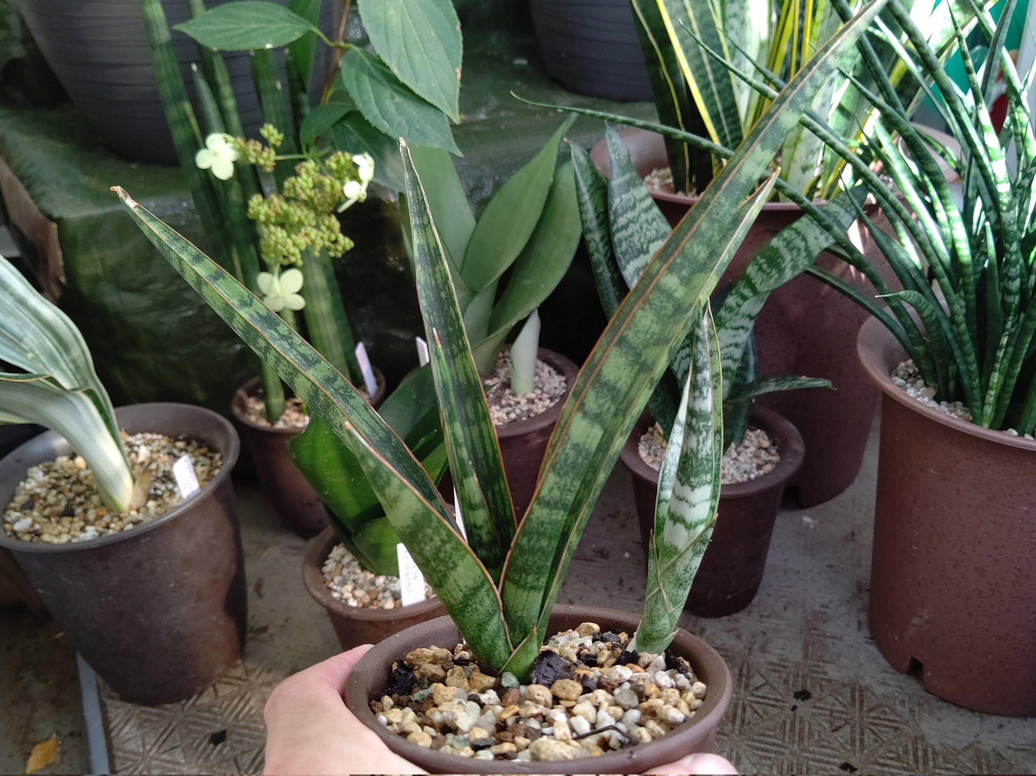 ニポポ (@beginne202207) / X