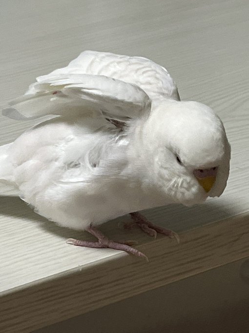 セキセイインコのtwitterイラスト検索結果