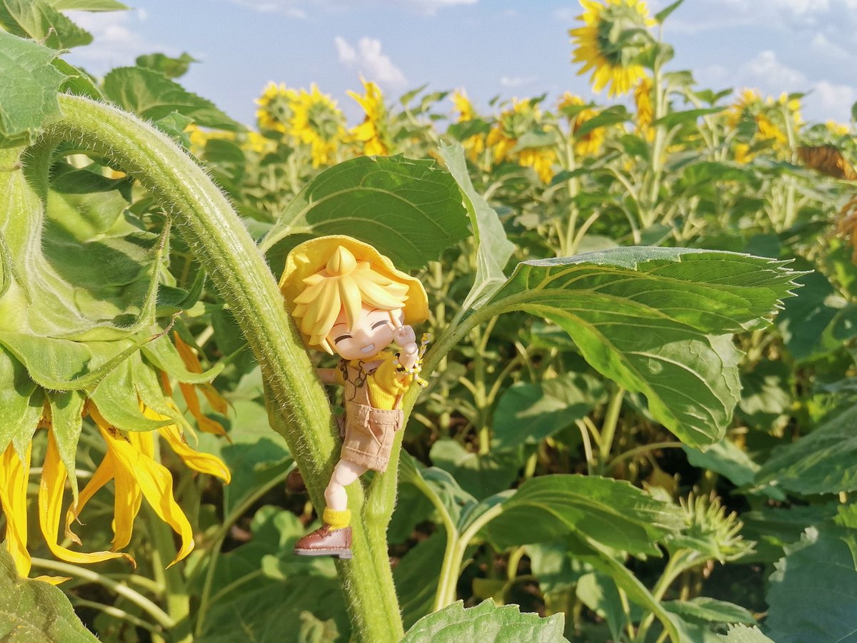 AkaruiK's tweet photo. #鏡音レン #ねんどろいど #obitsu

🌻🌻🌻 https://t.co/3nOjHFuUlr
