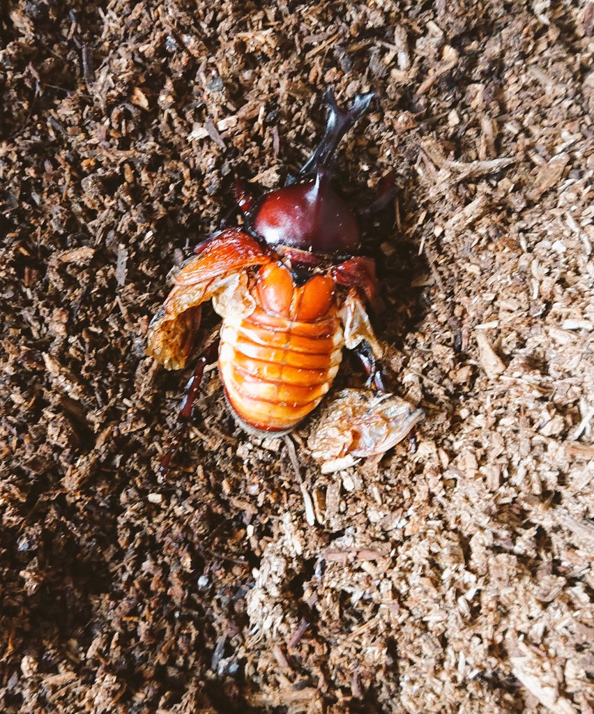 gesokayo's tweet photo. 職場で飼育している羽化不全のカブトムシ。人生の１番いい時期なのだろうかもりもりゼリーを食べてヤシガラのマットに垂直に刺さって出るを繰り返して、ゼリーの上にひっくり返ってぐねぐね動いてる。あれなんだろう。飼育のカブトムシだからまだいいがあれを自分の子供がやったら間違いなくシバくな。 https://t.co/Iy1C4ODF1k