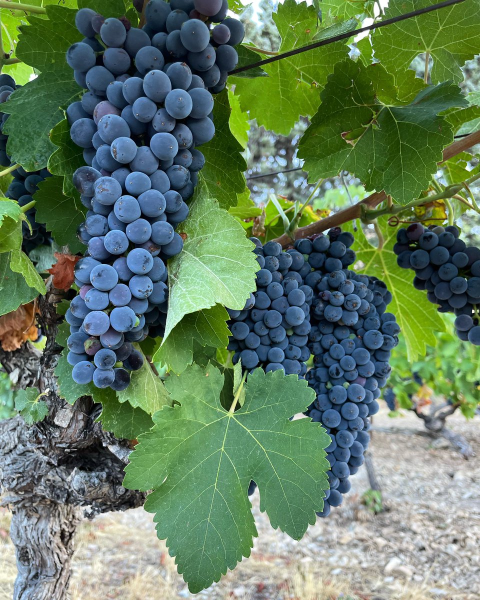 Syrah 2022!!! #cotesdurhone #cotesdurhonevillages #nyons