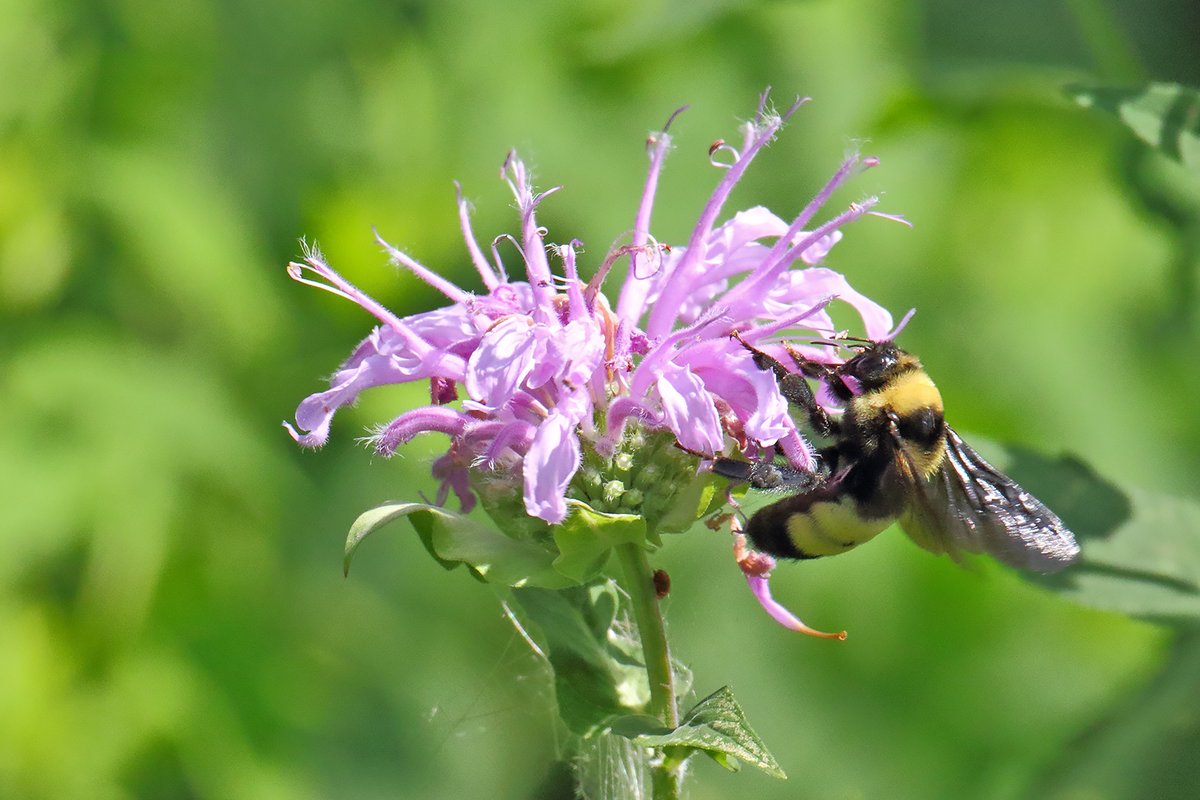 U.S. Fish and Wildlife Service tweet media