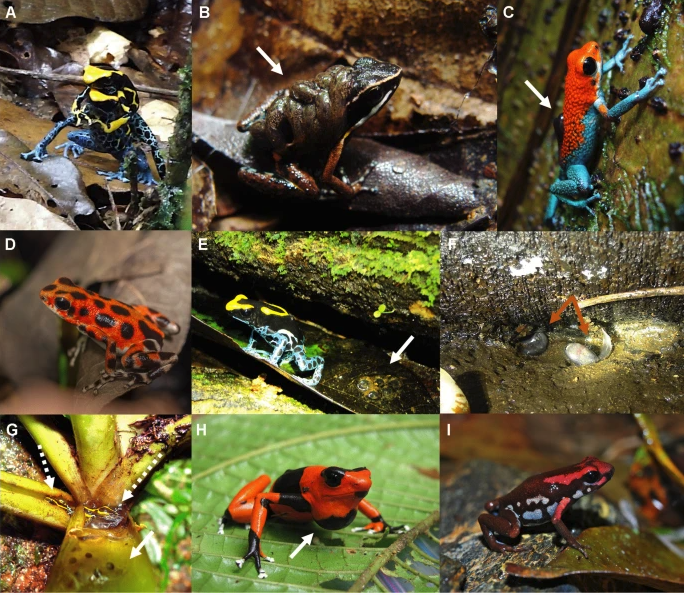.@LiaSchlippe's paper on the effects of global change  on #poisonfrog social behaviour is now out in the SI 'Impact of global change on social interactions: Ecological and fitness implications' in #ActaEthologica: link.springer.com/article/10.100… @KLIVVWien @VetmeduniVienna @jyuscience