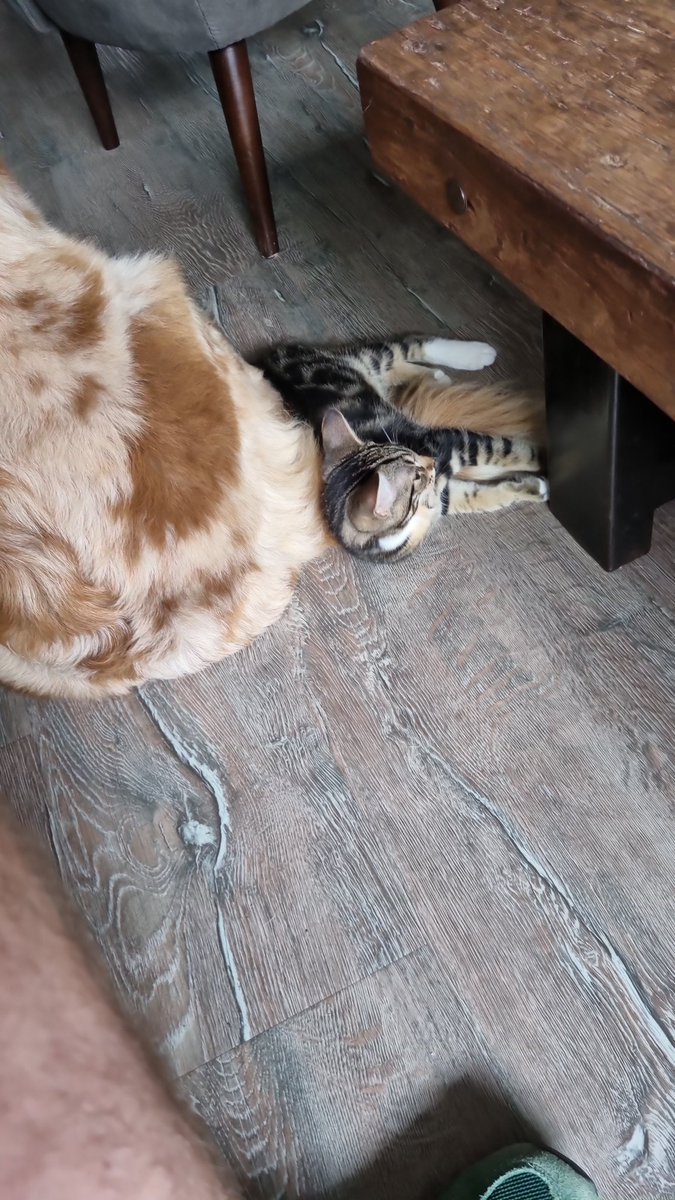 Mich01368927's tweet photo. Ligt lekker zo'n staart..#onafscheidelijk https://t.co/AKaRMidDkF