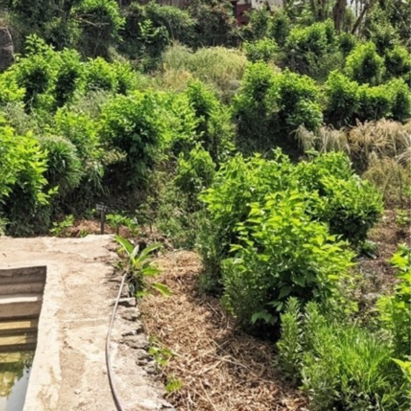 IFAD's tweet photo. After 9 years abroad, Megnath arrived home in #Nepal to find barren, degraded farmlands.

Today, the transformation of his farm is astounding. 

See how permaculture made it possible 🌱🌟