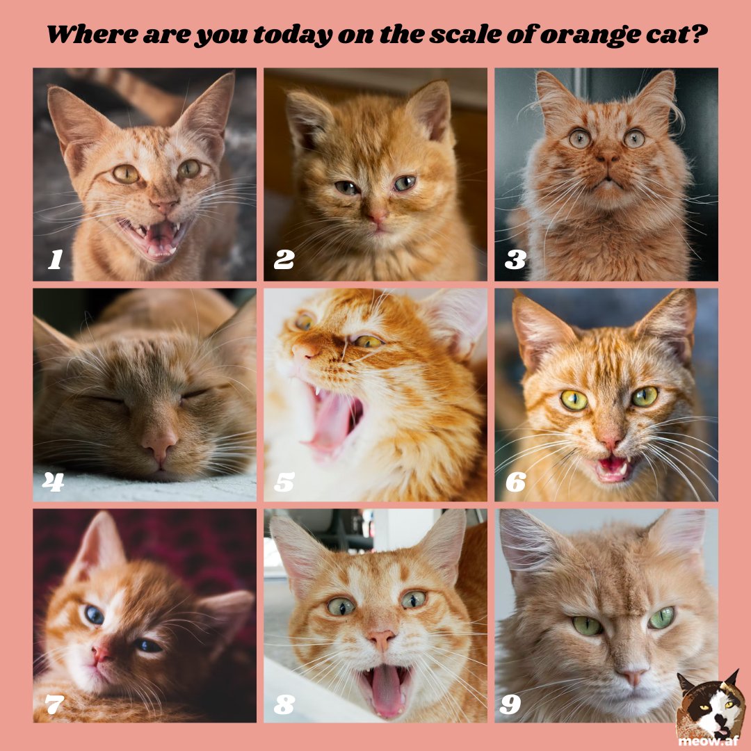 It's the middle of the week, and we want to know how you're feeling on our scale of #orangecat! We're a 9, but we wish we could be a 4! Which #gingercat best represents your current mood? 😺#gingercats #orangecats #gingerkitten #gingerkittens #orangekitten #orangekittens #cats
