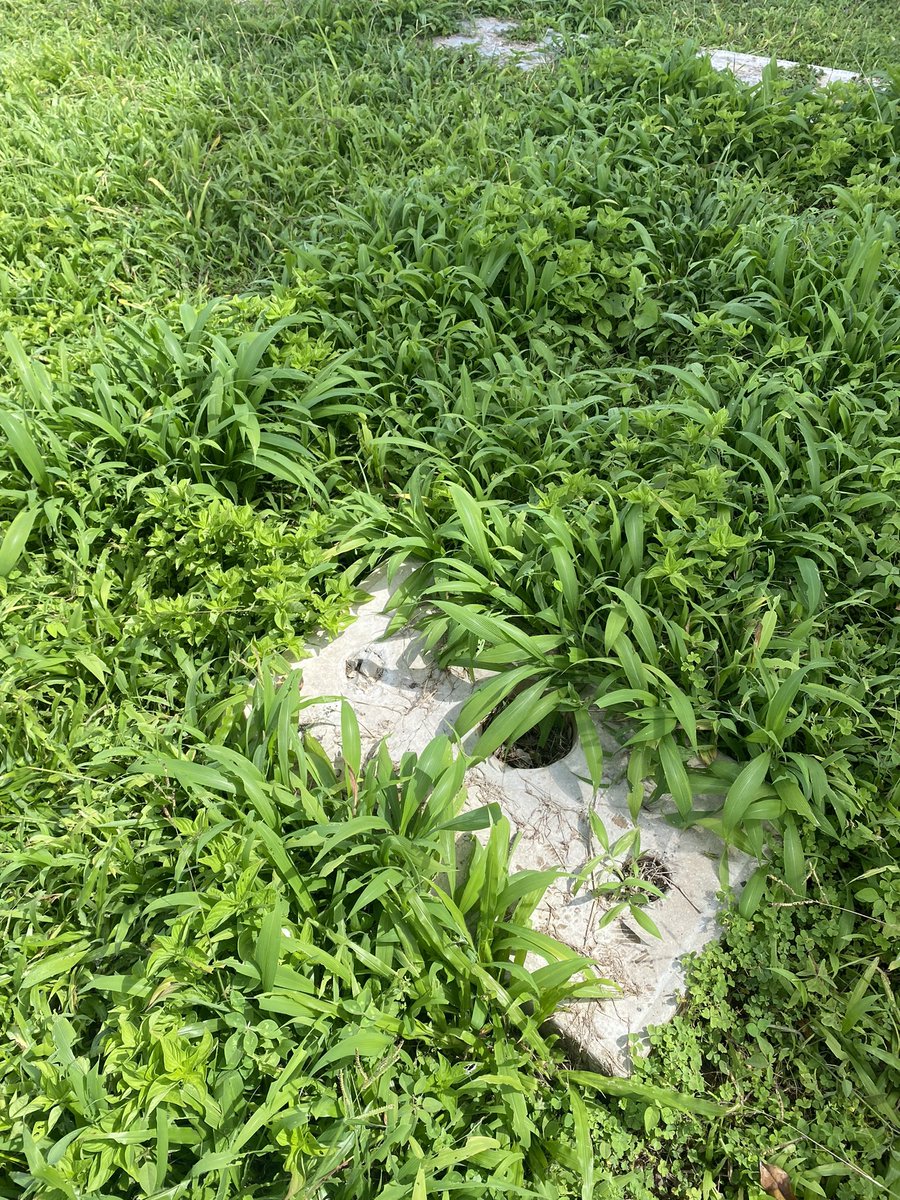 <a href="/cementeriodeste/">Cementerio del Este</a> <a href="/sundde_ve/">Sundde</a> <a href="/TarekWiliamSaab/">Tarek William Saab</a> <a href="/ElHatillo/">Alcaldía El Hatillo</a> No son tumbas nuevas. Es el abandono total. Únicamente mantenido la redoma de entrada y la zona cerca de la capilla. Poco respeto al cliente y a los familiares de difuntos. #desidia #abandono