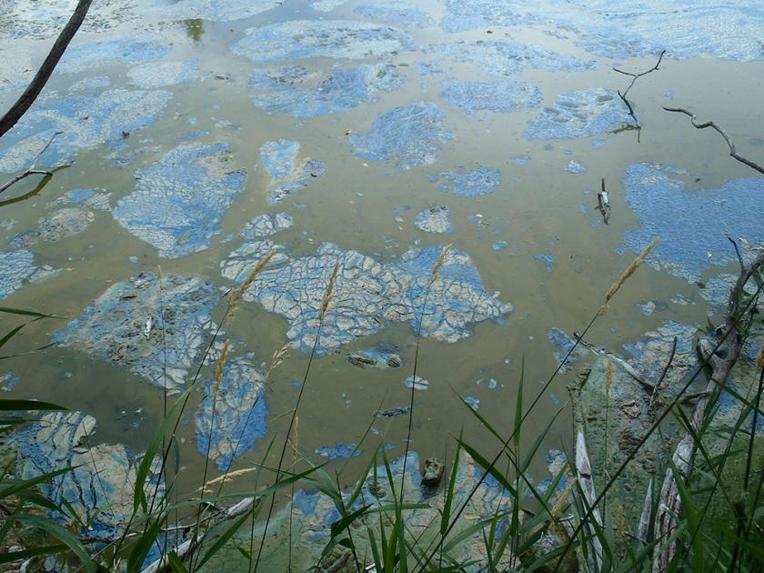 otterbine_H2O's tweet photo. Ever wonder why algae problems seem to rear their head in the summer? Hear from the Otterbine experts on why!  https://t.co/ZxTELAjVX3 #waterwednesday #summerpondproblems #otterbine #aeration https://t.co/F2XOLCWPba
