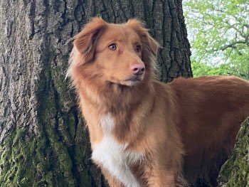 edensocials's tweet photo. Hampshire Area (RG26) - Please look out for Darcey, missing since 02/08 and reports of being clipped by a car near the Plough Pub. Thank you 🧡 https://t.co/P0nsYnmfaV