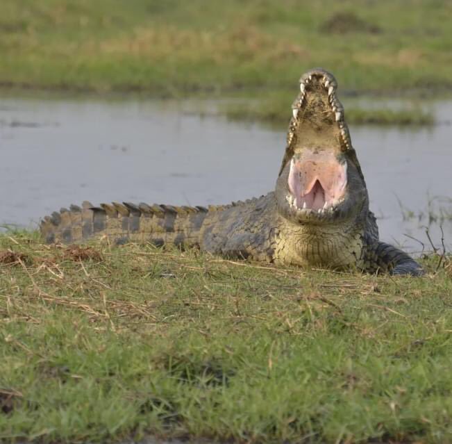 ZQCollection's tweet image. The Chobe River is a destination in itself for those looking to experience the thrill of wildlife up close. Watch wildlife from our tender boats - crocodiles, thirsty elephants, and maybe even a hungry lion or two.

#choberiver #wildelifewednesday #riversafari #africa