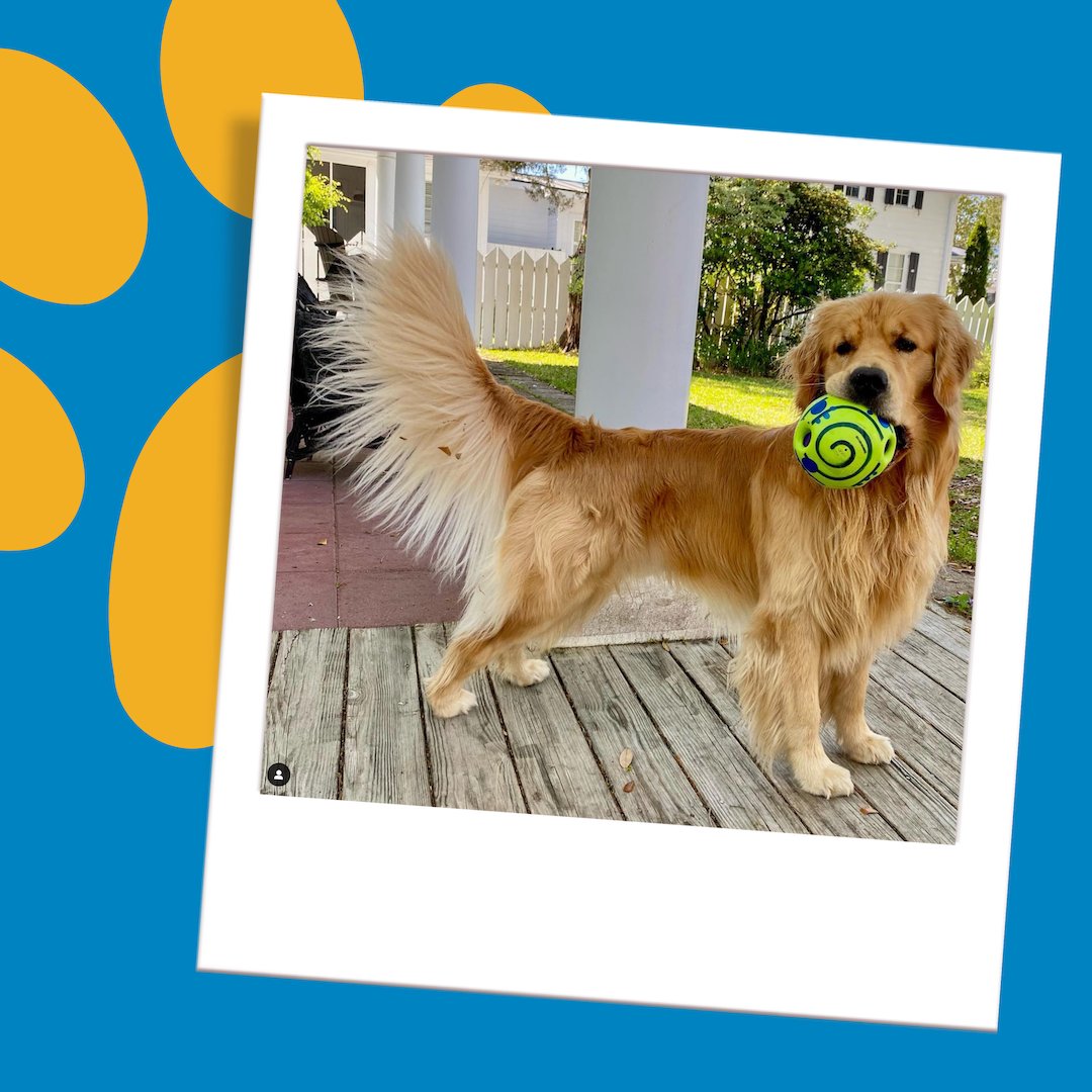 BestPets tweet picture