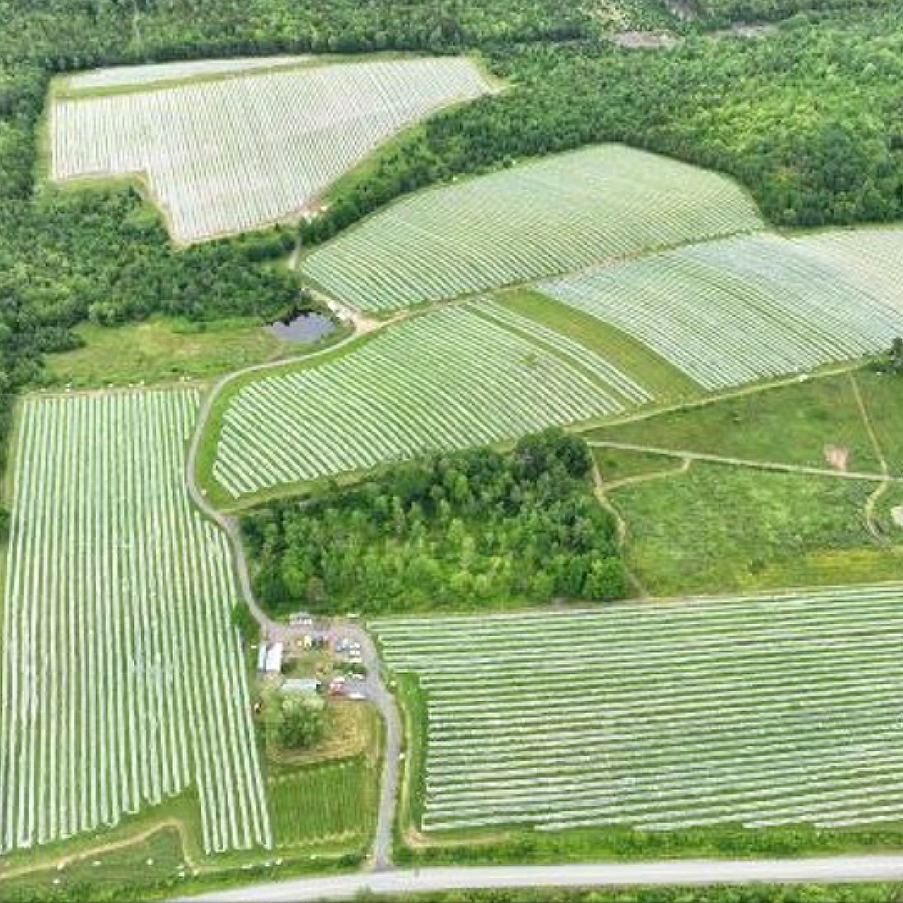 Haskapa's Lonetree Farm has by now all but harvested every single haskap berry. This aerial photo is how the lines of berry orchards looked just a few weeks ago, protected from hungry birds with netting.

Head over to the our YouTube channel for more: 

youtube.com/watch?v=fdENPC…