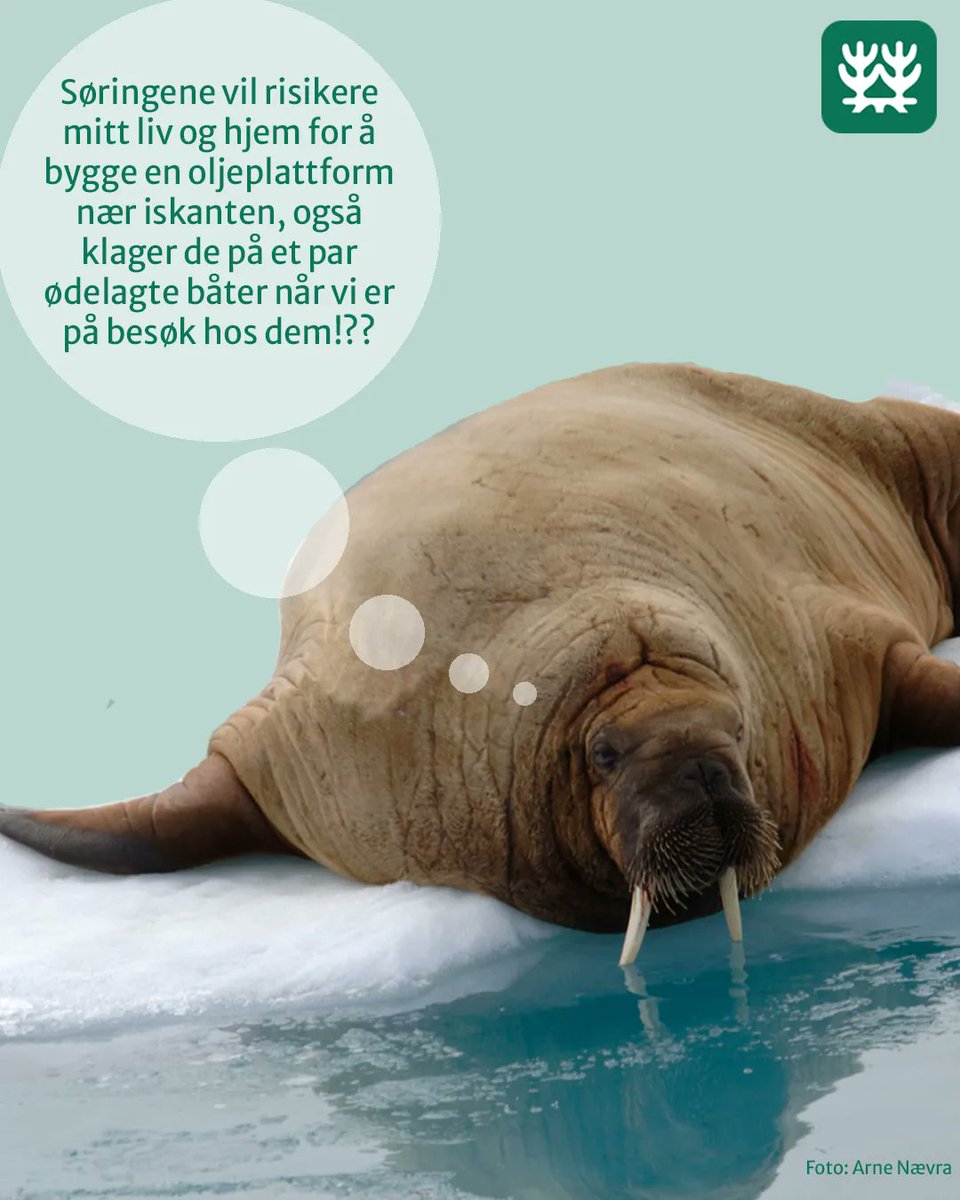 Naturvern's tweet photo. Litt paradoksalt er det jo, at Equinors planer i Freyas hjemtrakter ikke får i nærheten av oppmerksomheten som hennes visitt sørpå har fått. Oljefeltet Wisting vil sette livet i Arktis i fare. Vi kjemper vi for å redde Freyas hjem - bli med oss i kampen: https://t.co/0NnXoDzbkN https://t.co/iguPwUyPEK