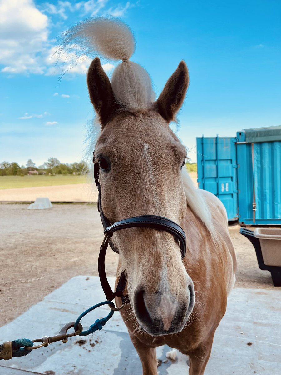 MsHanmer's tweet photo. @marchioneem Me too! Summer time is pony time. Here’s Máni sporting a Cindy Lou Who look. https://t.co/0JIHKuqkxu