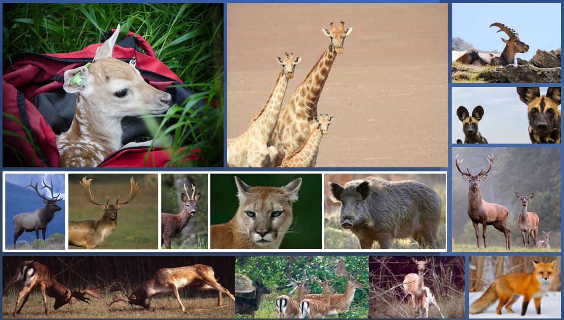 UCD_Wildlife's tweet photo. We are [slowly :)] updating our media platforms. Updated lab members here: https://t.co/BOW0hel6Ir @UCD_Wildlife @ucdscience @UCD_Research @SBESPostgrad @UCDScienceWomen  @FZS_Frankfurt @UCDSBES https://t.co/cqcHlvmJdS