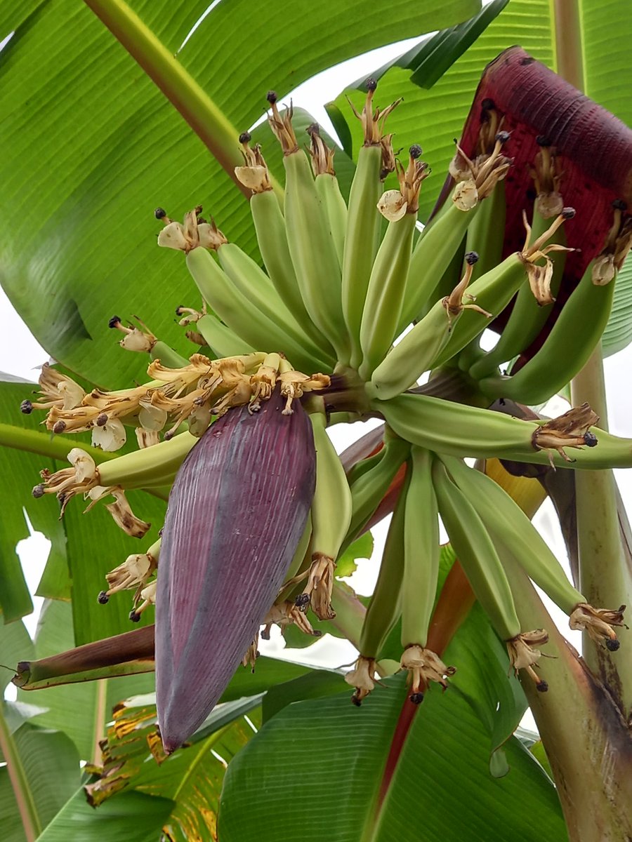 samlakseeds's tweet photo. The emergence of fruit from its flower is as accurate as the birthing of new things.
#agribusiness #agriculturenews #AgTwitter #SeedsForTheFuture #seedproduction #plantain https://t.co/nqHAup4rhc