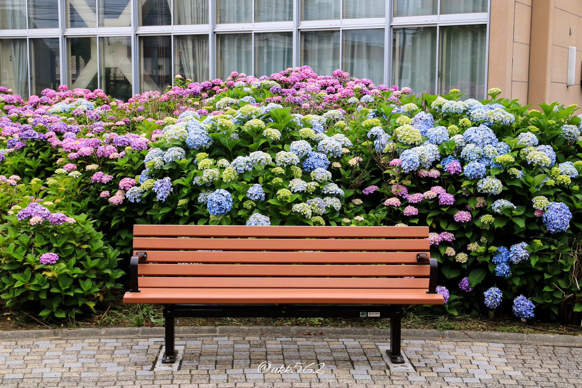 ukk562's tweet photo. モリモリアジサイ

 #ファインダー越しの私の世界
 #写真好きな人と繋がりたい
 #photography #hokkaido 
 #紫陽花 #hydrangea #彩 
 #562camera https://t.co/B0nD0rmaaY