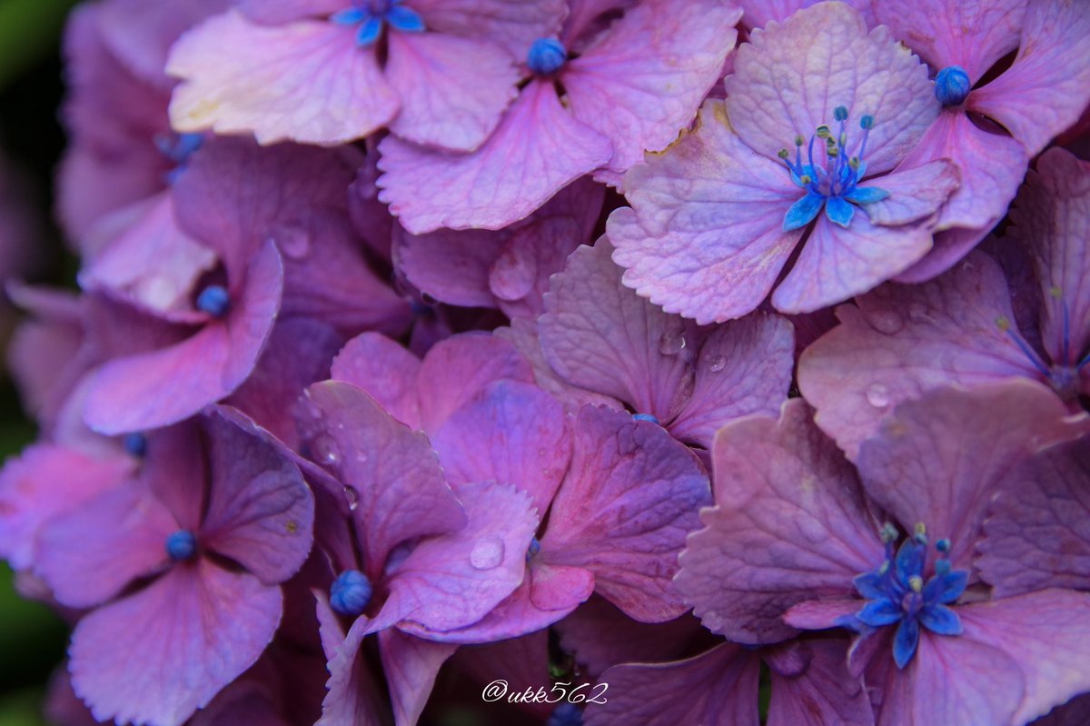 ukk562's tweet photo. モリモリアジサイ

 #ファインダー越しの私の世界
 #写真好きな人と繋がりたい
 #photography #hokkaido 
 #紫陽花 #hydrangea #彩 
 #562camera https://t.co/B0nD0rmaaY