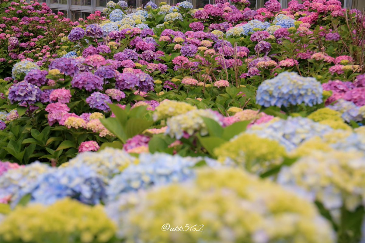 ukk562's tweet photo. モリモリアジサイ

 #ファインダー越しの私の世界
 #写真好きな人と繋がりたい
 #photography #hokkaido 
 #紫陽花 #hydrangea #彩 
 #562camera https://t.co/B0nD0rmaaY