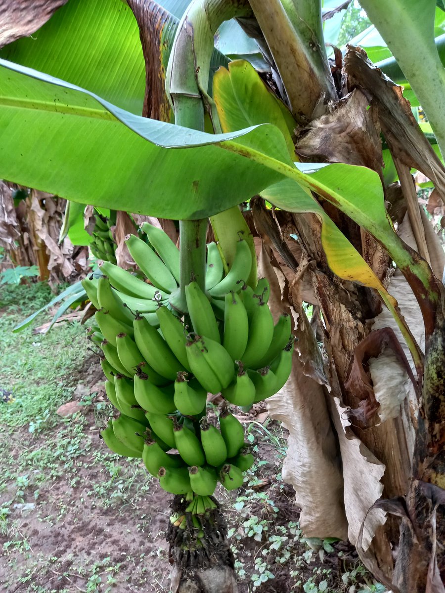 samlakseeds's tweet photo. https://t.co/bwTydE9DFT