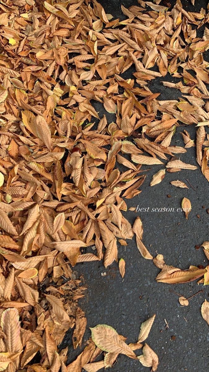 liviuuh's tweet photo. autumn is coming https://t.co/LvmBOKXc0v