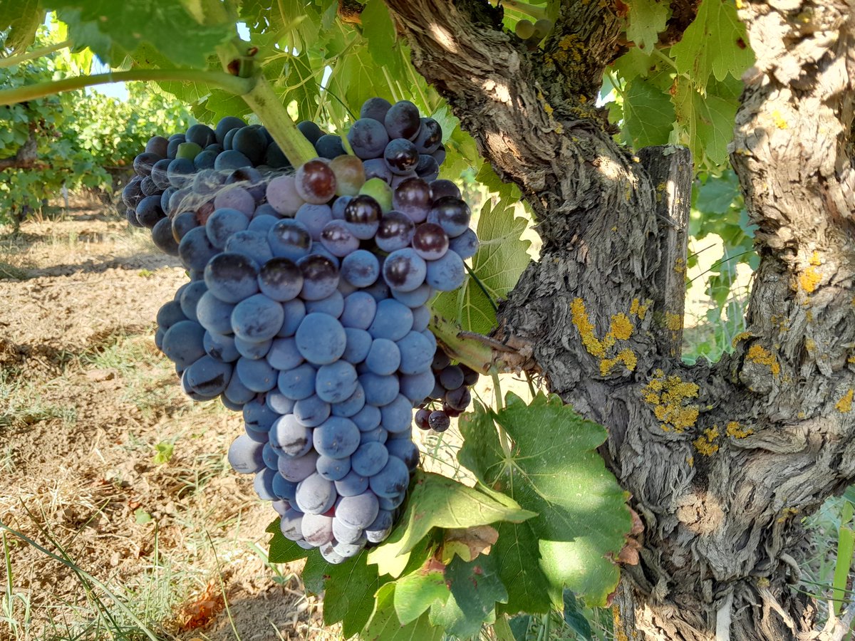 BrigandVin's tweet photo. Voilà ! Une saison culturale qui s'achève.
#photo #Ecimage #Grenache #Vin #France https://t.co/t8qSH5gvUC
