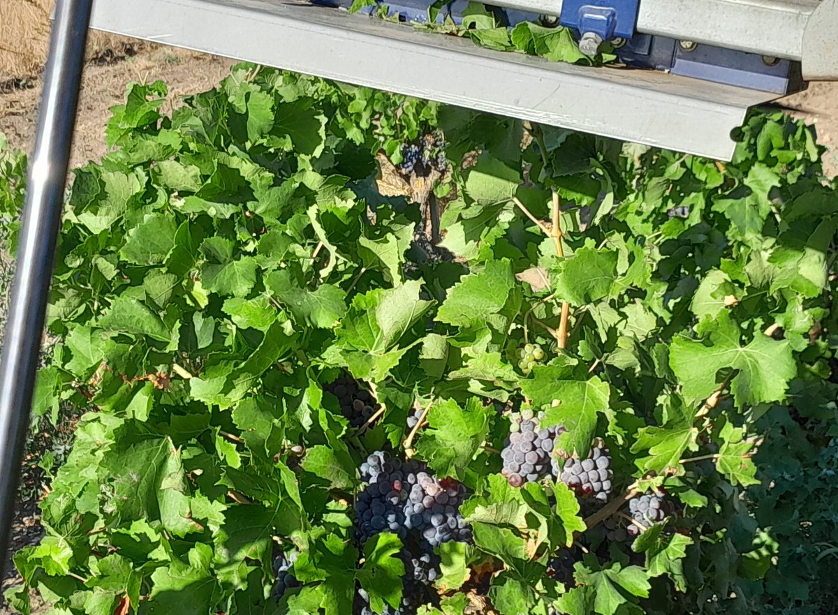 BrigandVin's tweet photo. Voilà ! Une saison culturale qui s'achève.
#photo #Ecimage #Grenache #Vin #France https://t.co/t8qSH5gvUC