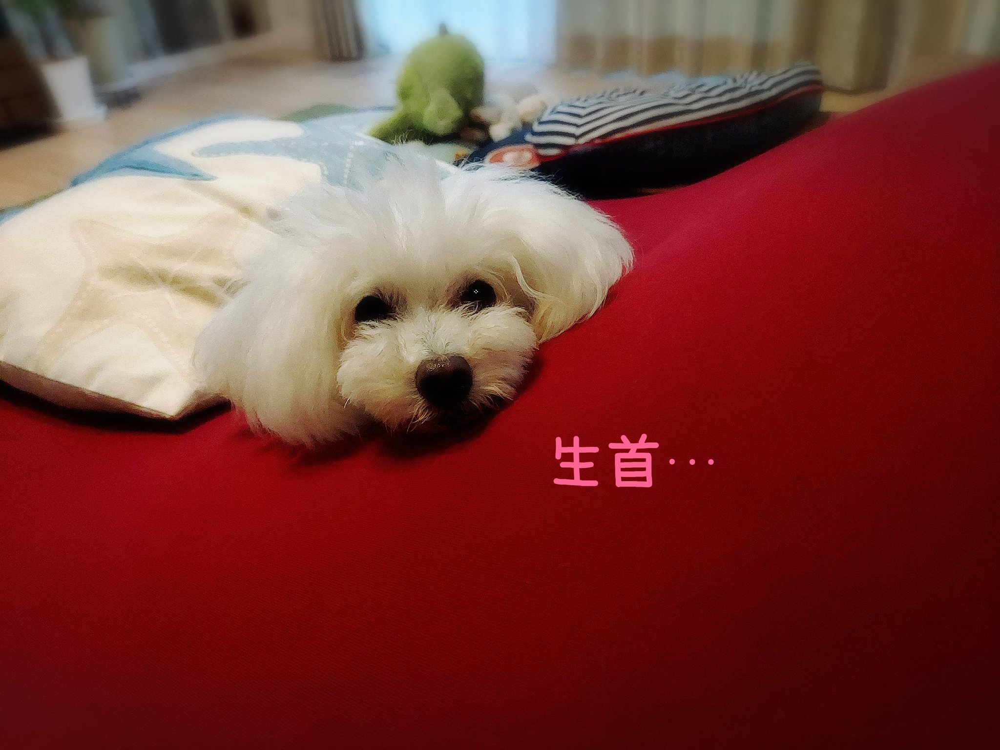 毎日くうちゃんu ェ U Kuustyle1210 Twitter