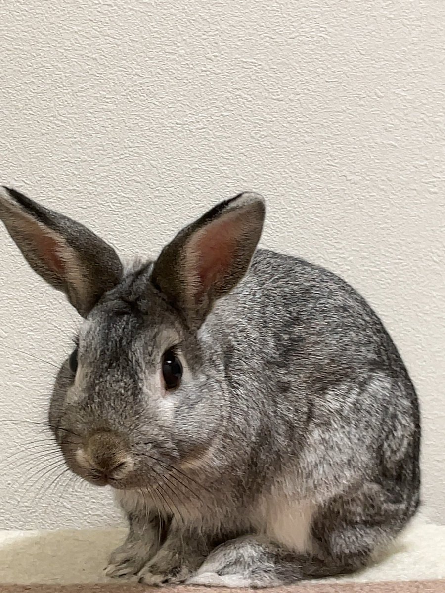 utan2021's tweet photo. きょうのう〜たん！

低姿勢う〜たん😗

#bunny #rabbit #animal #うさぎ #兎 #うさぎのいる暮らし #うさぎのいる生活 #どうぶつの森 #動物 #うちの子が1番 #う〜たんちゃんねる https://t.co/vgM9N4D4Wu